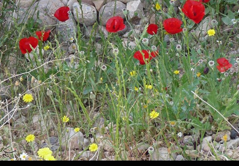 جزئیات کشف پیکر شهدا در نوروز 97+عکس جزئیات کشف پیکر شهدا در نوروز 97+عکس
