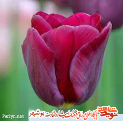 زندگینامه و وصیت نامه شهید محمدشفیع شفیعی